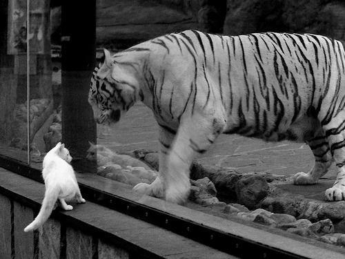 硬汉狂澜！切特40+16+6帽打崩双塔，末节19分诠释何为硬仗之王